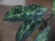 画像3: Aglaonema pictum "PS-E" from Pandang Sidempuan【HW1223-01e】