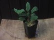 画像4: Homalomena sp. Green Sabah-6【R0515-03a】