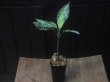 画像5: Aglaonema pictum "PS-F" from Pandang Sidempuan【HW1223-01f】