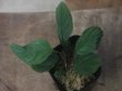 画像3: Homalomena sp. Green Sabah-6【R0515-03a】