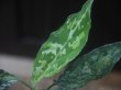 画像4: Aglaonema pictum "PS-E" from Pandang Sidempuan【HW1223-01e】