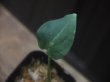 画像1: Aglaonema pictum "PS-G" from Pandang Sidempuan【HW1223-01g】