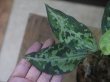 画像3: Aglaonema pictum "PS-F" from Pandang Sidempuan【HW1223-01f】