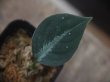 画像1: Aglaonema pictum "PS-G" from Pandang Sidempuan【HW1223-01g】