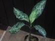 画像2: Aglaonema pictum "PS-F" from Pandang Sidempuan【HW1223-01f】