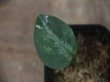 画像1: Aglaonema pictum "PS-G" from Pandang Sidempuan【HW1223-01g】