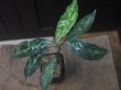 画像1: Aglaonema pictum "PS-E" from Pandang Sidempuan【HW1223-01e】