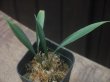 画像1: Homalomena sp. from Sibolga Timur【HW1123-05】