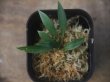 画像3: Homalomena sp. from Sibolga Timur【HW1123-05】