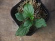 画像1: Homalomena sp. from Padang Sidempuan【HW1123-06】