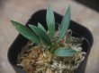 画像1: Homalomena sp. from Sibolga Timur【HW1123-05】