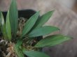 画像2: Homalomena sp. from Sibolga Timur【HW1123-05】