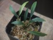 画像1: Homalomena sp. from Sibolga Timur【HW1123-05】