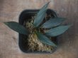 画像1: Homalomena sp. from Sibolga Timur【HW1123-05】