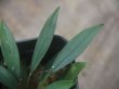 画像2: Homalomena sp. from Sibolga Timur【HW1123-05】