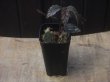画像4: Begonia sp. from Padang Sidempuan【HW1123-06】