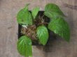 画像1: Begonia sp.   from Bukitinggi【AZ1123-11】