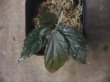 画像3: Begonia sp. from Padang Sidempuan【HW1123-06】