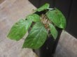画像2: Begonia sp.   from Bukitinggi【AZ1123-11】