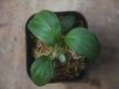 画像3: Schismatoglottis sp  "Silver Leaf" from Kalbar【AZ0823-3】