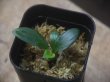 画像2: Schismatoglottis sp  "Silver Leaf" from Kalbar【AZ0823-3】