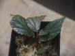 画像2: Begonia sp. from Padang Sidempuan【HW1123-06】