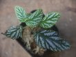画像1: Begonia sp.  "碧" from Lubuklinggau【AZ1123-9】