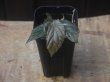 画像4: Begonia sp. from Padang Sidempuan【HW1123-06】