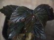 画像2: Begonia sp. from Padang Sidempuan【HW1123-06】