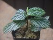 画像1: Begonia sp.  "碧" from Lubuklinggau【AZ1123-9】