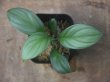 画像3: Schismatoglottis sp  "Silver Leaf" from Kalbar【AZ0823-3】