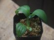 画像1: Schismatoglottis sp  "Silver Leaf" from Kalbar【AZ0823-3】