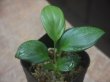 画像1: Schismatoglottis sp  "Silver Leaf" from Kalbar【AZ0823-3】