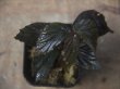 画像3: Begonia sp. from Padang Sidempuan【HW1123-06】