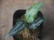 画像1: Schismatoglottis sp. from Padang Sidempuan【HW1223-01a】