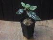 画像4: Begonia sp.  "碧" from Lubuklinggau【AZ1123-9】