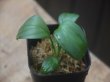 画像2: Schismatoglottis sp  "Silver Leaf" from Kalbar【AZ0823-3】