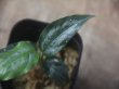 画像3: Schismatoglottis sp. from Padang Sidempuan【HW1223-01a】