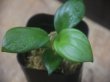 画像2: Schismatoglottis sp  "Silver Leaf" from Kalbar【AZ0823-3】