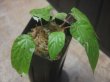 画像3: Begonia sp.   from Bukitinggi【AZ1123-11】