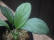 画像2: Schismatoglottis sp  "Silver Leaf" from Kalbar【AZ0823-3】