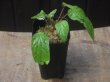 画像4: Begonia sp.   from Bukitinggi【AZ1123-11】
