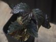 画像1: Begonia sp. from Padang Sidempuan【HW1123-06】