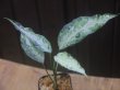 画像1: Aglaonema pictum  "ちゃんぷーる" from P.Pade【AZ0421-1otr】No109