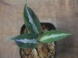 画像3: Aglaonema pictum   "KÄMPFER" HD from Aceh barat【AZ0419-2h】No2