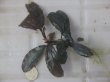 画像1: Bucephalandra sp. "AW No.1" from Kalimantan barat【AZ0420-5】XL株+2芽