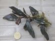画像2: Bucephalandra sp. "AW No.1" from Kalimantan barat【AZ0420-5】XL株+3芽