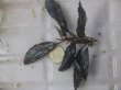 画像1: Bucephalandra sp. "AW No.1" from Kalimantan barat【AZ0420-5】XL株