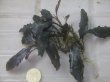画像2: Bucephalandra sp. "AW No.1" from Kalimantan barat【AZ0420-5】XL2株+2芽