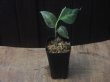 画像4: Aglaonema pictum "PS-G" from Pandang Sidempuan【HW1223-01g】